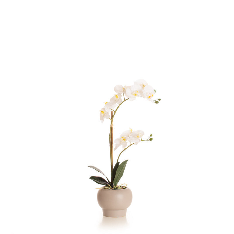 53.5cm Artificial Phalaenopsis Orchid in Round Cream Cement Pot